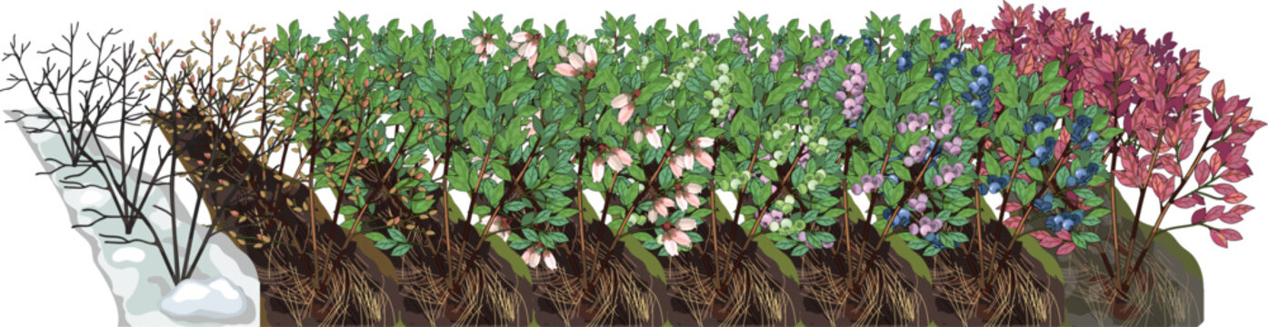 Blueberry bush life cycle vector illustration from winter dormancy to autumn foliage (Vaccinium corymbosum)
