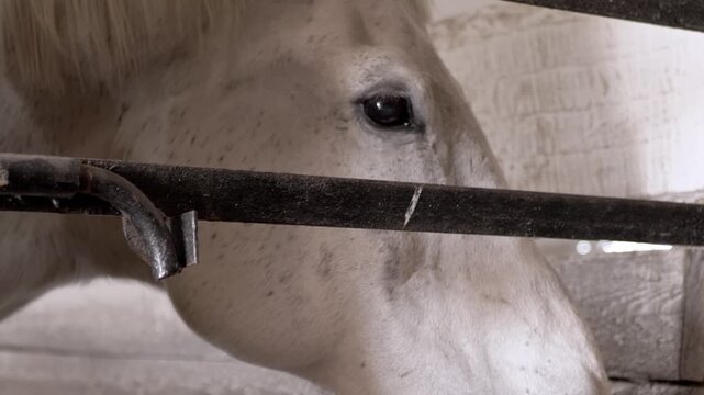 A white horse stands calmly behind the dark metal bars of a rustic wooden stable stall. Concept of animal captivity, quiet equine care, equestrian sports, and rural farm life.