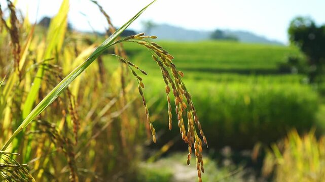 Close up of young golden rice ear with dewdrops swaying in wind. Soft focus green rice terraces background with backlit sunlight. Fresh organic farming concept.
