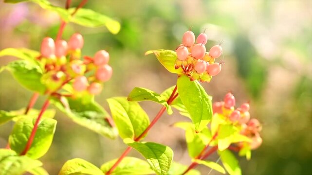 Hypericum growing in a garden, berries. St. John's Wort flowers, ripe pink berries of Hypericum, floristic plant close-up, slow motion 