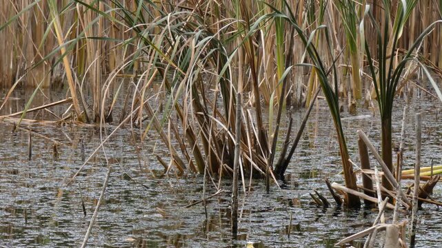 Broadleaf cattails Typha latifolia growing in shallow muddy swamp water, wide, overcast. Diversity and Raw Nature.