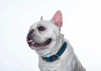 Fototapeten Französische Bulldogge フレンチブル　成犬　１匹　白バック　首輪  © 智幸 原