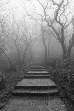 Mysterious Foggy Forest Trail on Huangshan Mountain