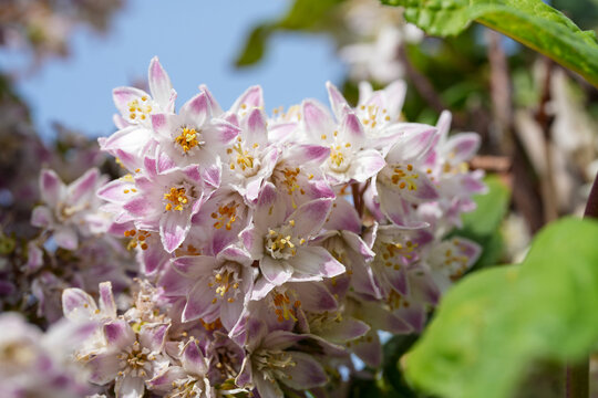 Closeup on a rich flowering deciduous flowering Deutzia shrub flowers