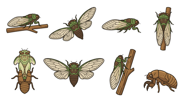 Cicada life cycle stages illustration set, including adult insect in various poses, nymph molting, and empty exoskeleton, showcasing metamorphosis and growth
