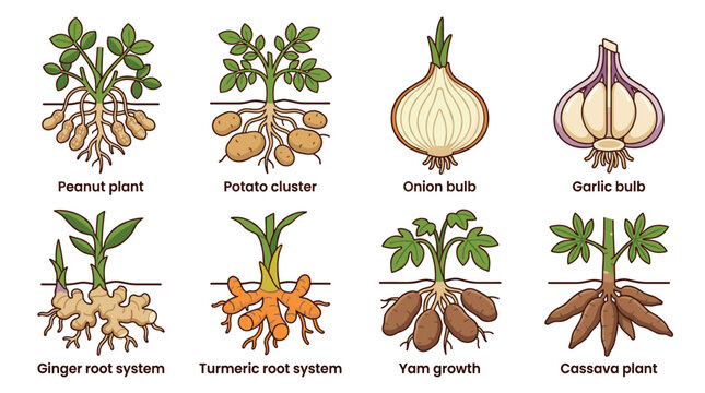 Plant morphology diagram showing different underground edibles like potatoes, peanuts, onions, garlic, ginger, turmeric, yam, and cassava, highlighting root and storage organ structures