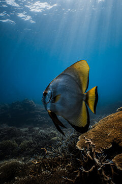Beautiful batfish swimming near a coral reef under clear ocean water with sunbeams.