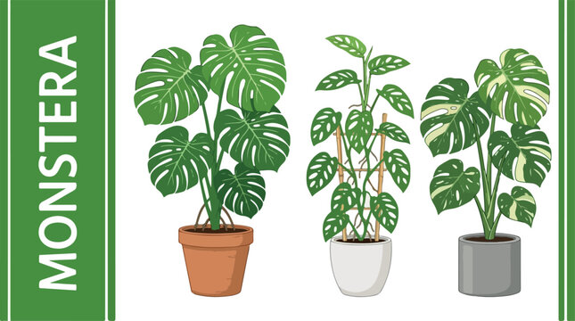 Three plant species in pots showcase diverse leaf patterns and colors indoors