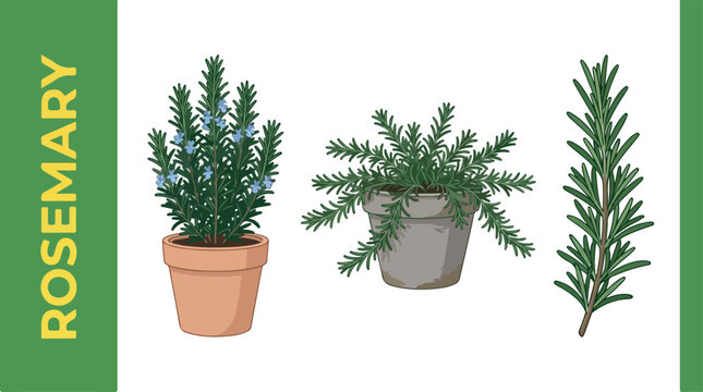 Rosemary plant  plants  in a pot on a white background with background withered