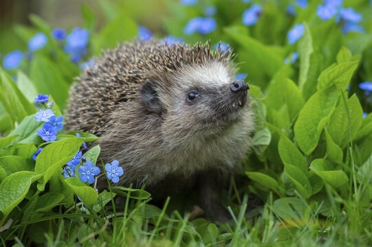 Cute hedgehog, brown-breasted hedgehog (Erinaceus europaeus) in the garden, Vechta, Lower Saxony, Germany