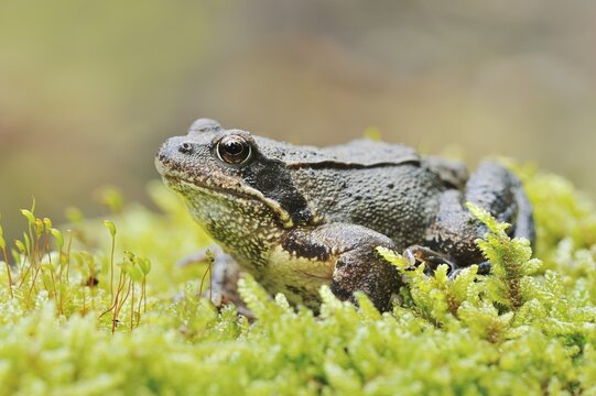 Common frog (Rana temporaria), North Rhine-Westphalia, Germany