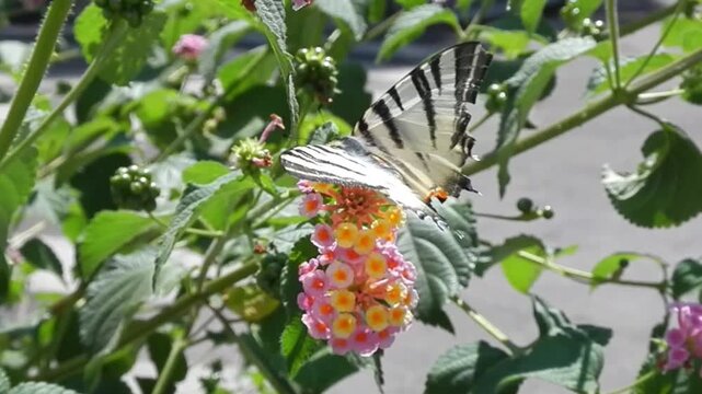 Butterfly Sail swallowtail, Scarce swallowtail, Iphiclides podalirius on yellow and pink flowers of Lantana and flies away on sunny summer day - close-up, slow motion. Topic: beauty of nature