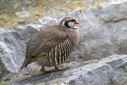 Rock partridge (Alectoris graeca), on the ground, captive, Alpine Zoo, Innsbruck, Tyrol, Austria