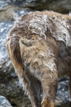 Alpine ibex (Capra ibex), changing from winter coat to summer coat, Alpine Zoo, Innsbruck, Tyrol, Austria