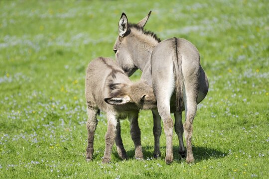 Domestic donkeys (Equus asinus asinus), mare suckling foal, Germany
