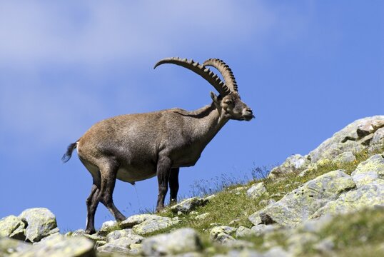 Male Alpine Ibex (Capra ibex), Hohe Geige, Pitztal, Tyrol, Austria, Europe