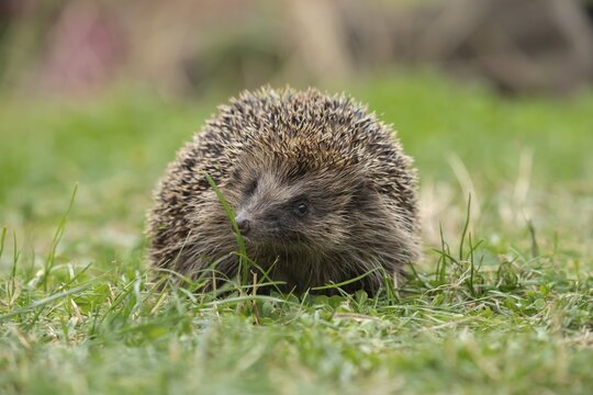 European hedgehog (Erinaceus europaeus) adult animal on a garden grass lawn, England, United Kingdom