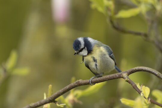 Blue tit (Cyanistes Caeruleus) adult bird preening on a Magnolia tree branch, England, United Kingdom