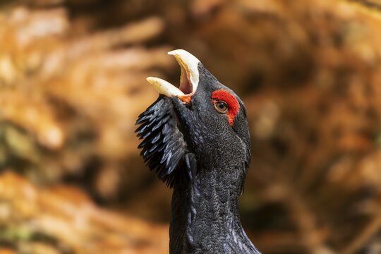 A bird with a red crest and open beak in a brown environment, capercaillie, cock (Tetrao urogallus), France