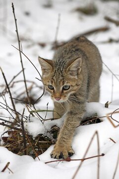 Wildcat (Felis silvestris), young male in the snow, Lahn-Dill-Kreis, Taunus, Hesse, Germany