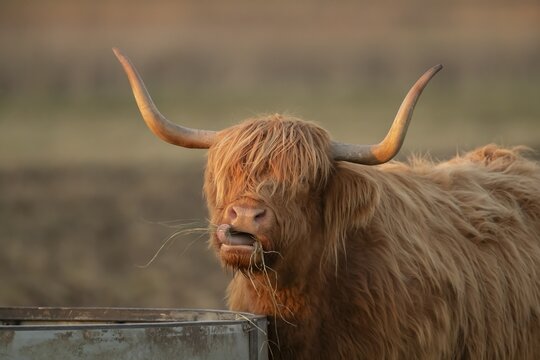 Highland cattle or cow (Bos taurus taurus) adult farm animal eating hay from a trough, England, United Kingdom