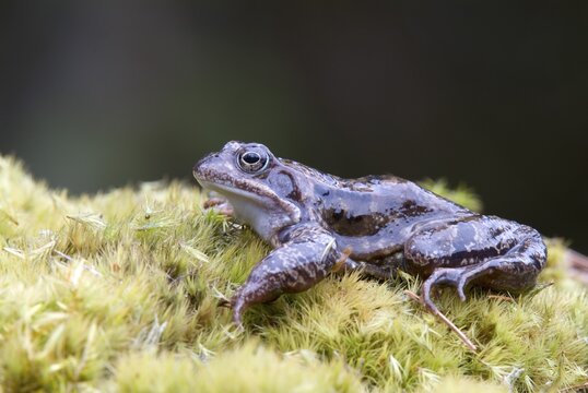 European Common Brown Frog (Rana temporaria), Kelchsau, Tirol, Austria
