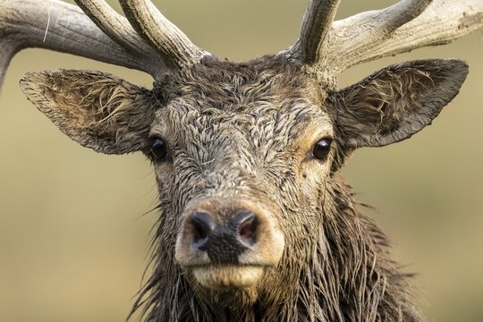 Red deer (Cervus elaphus), stag during the rut, animal portrait