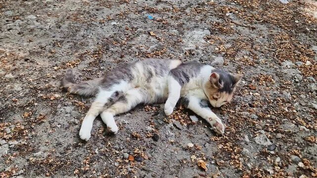 A stray calico cat rests peacefully on a dirt ground covered with scattered dry seeds. Concept of outdoor feline life, stray animal survival, and quiet nature observation.