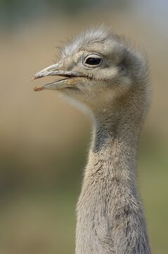 Darwin's rhea (Pterocnemia pennata), portrait, Patagonia, Chile