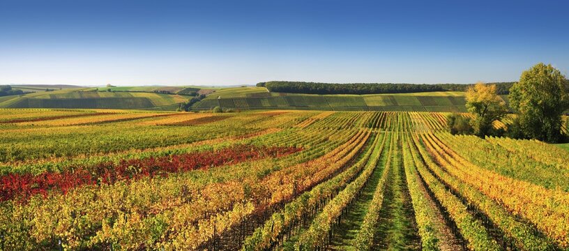 Vineyards at Kreuzberg in autumn, colorful foliage, blue sky, near Volkach, Lower Franconia, Main Franconia, Franconia, Bavaria, Germany