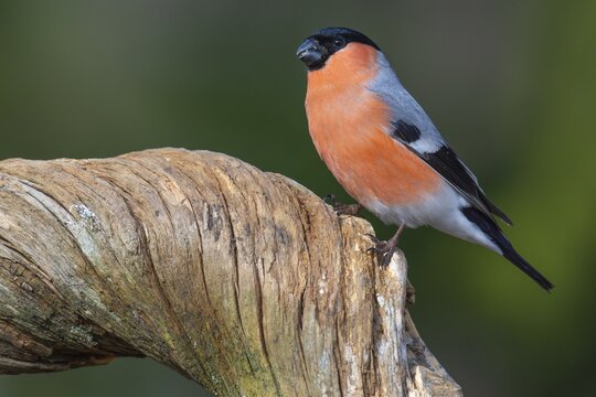 Bullfinch (Pyrrhula pyrrhula), F&aring;gelsj&ouml;, G&auml;vleborgs l&auml;n, Sweden