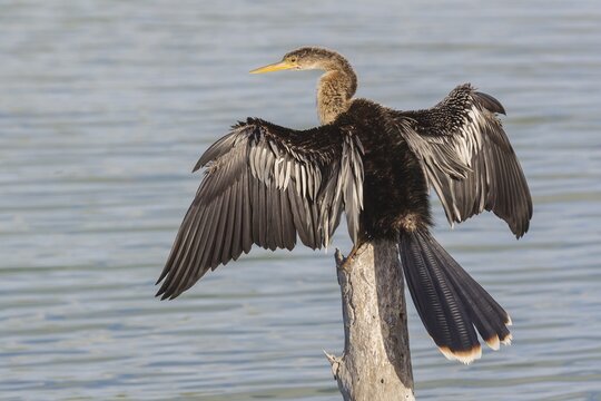 Anhinga (Anhinga anhinga) drying its wings, Florida, Everglades, USA