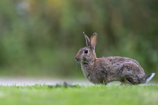 Wild rabbit (Oryctolagus cuniculus), Stapelfeld, Cloppenburg, Lower Saxony, Germany
