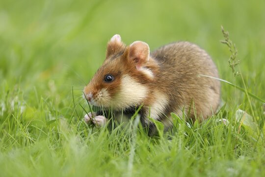 European hamster (Cricetus cricetus) in a meadow, wildlife, Austria
