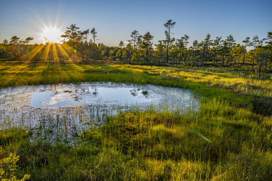 An idyllic moor with a pond in the foreground, surrounded by grass and trees, in the light of a sunset, H&auml;llefors, &Ouml;rebro, Sweden