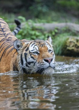 Siberian tiger (Panthera tigris altaica) runs into the water, captive, Germany