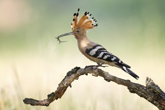 Hoopoe (Upupa epops) Bird of the Year 2022, male, female, erect canopy, sunrise, interaction, sitting and resting, adult bird with sand lizard as prey for the hungry young birds, climate change, Middle Elbe Biosphere Reserve, Saxony-Anhalt, Germany