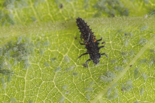 Harlequin ladybird or ladybug (Harmonia axyridis) adult insect larva and Plum aphid (Hyalopterus pruni) aphids on a plum tree leaf in summer, England, United Kingdom