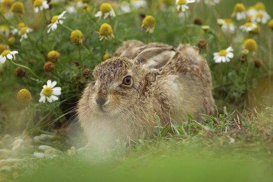 European brown hare (Lepus europaeus) juvenile leveret animal resting in grassland amongst wildflowers in summer, England, United Kingdom