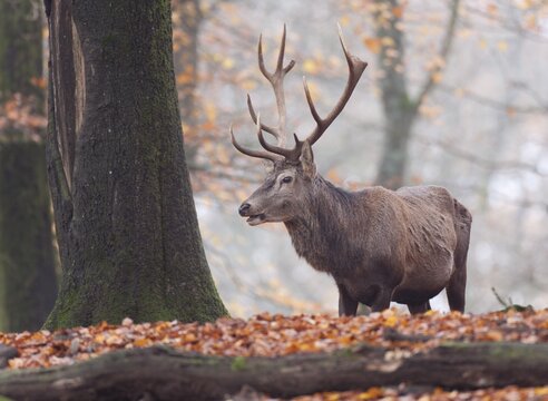 Red deer (Cervus elaphus), stag
