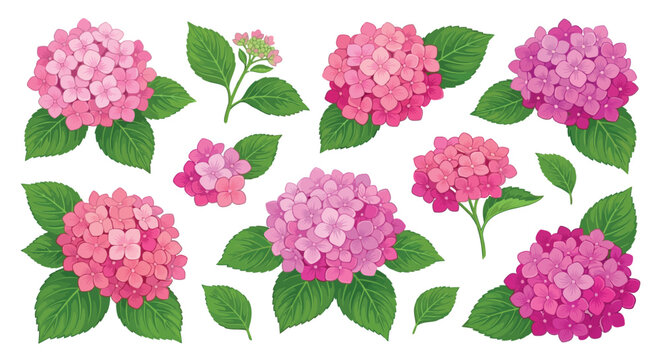 Pink hydrangea floral arrangement vector illustration on a white background