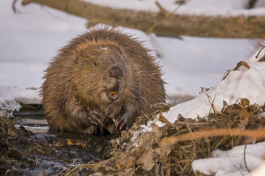 European beaver (Castor fiber) Eurasian beaver, frost and ice, foraging, Middle Elbe, heraldic animal, rodent, shallow water, lakes and rivers, biosphere reserve, nature park, beaver dam, dam, Middle Elbe, habitat, Middle Elbe river landscape, Elbe, Saxony-Anhalt, Germany