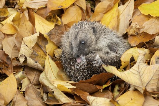 European hedgehog (Erinaceus europaeus) adult animal self anointing or salivating itself on fallen autumn leaves, England, United Kingdom