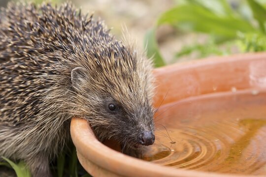 European hedgehog (Erinaceus europaeus) adult animal drinking water from a garden plant pot saucer in summer, England, United Kingdom