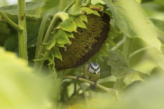 Blue tit (Cyanistes caeruleus) adult garden bird feeding from a Sunflower seed head in summer, Suffolk, England, United Kingdom