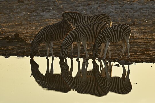 Herd of zebra, Burchell's zebra (Equus quagga burchellii) drinking at the water, waterhole, Etosha National Park, Namibia
