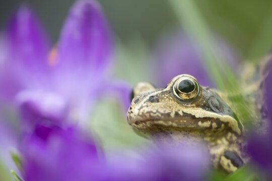 Common frog (Rana temporaria) adult amphibian amongst garden purple crocus flowers in spring, England, United Kingdom