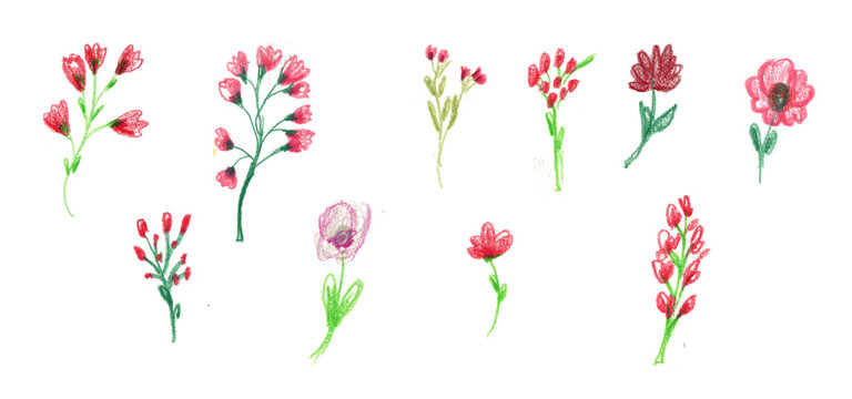 Big Set watercolor elements - wildflowers, herbs, leaf. collection garden and wild, forest herb, flowers, branches. illustration isolated on white background, exotic leaf. Botanic