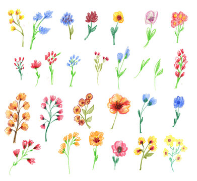 Big Set watercolor elements - wildflowers, herbs, leaf. collection garden and wild, forest herb, flowers, branches. illustration isolated on white background, exotic leaf. Botanic