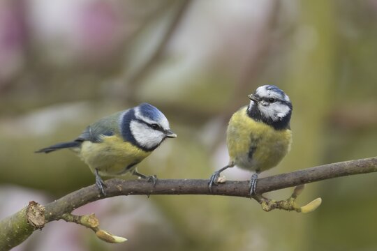 Blue tit (Cyanistes caeruleus) two adult garden birds on a magnolia tree branch in spring, England, United Kingdom